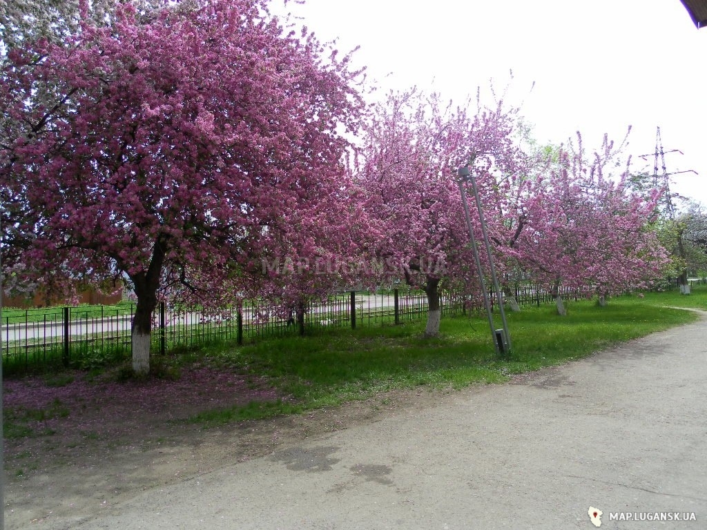 Луганск, деревья возле 21-й школы, камброд, Современные, Любительские