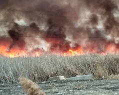 Администрация города призывает луганчан не сжигать сухую траву и ветки.
