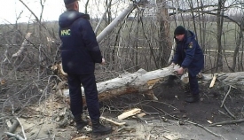 Спасатели Свердловска убирали с проезжей части деревья.