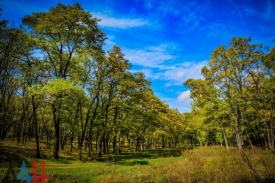 Лесоводы ДНР завершили весеннюю высадку по программе восстановления пострадавших в войне лесов.